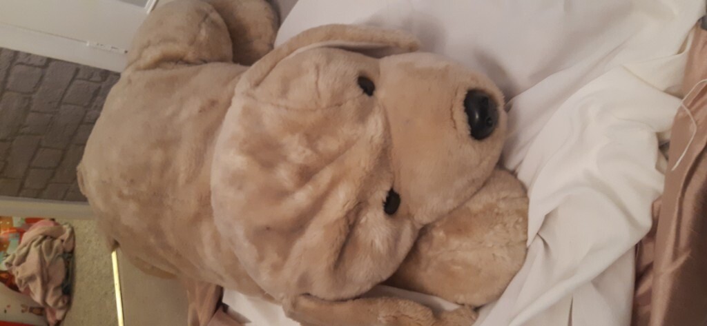 massive dog teddy